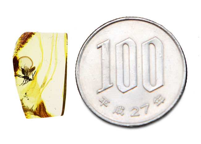 虫入り琥珀コレクター必見!!希少なヒメバチを内包した、4000万年前の針葉樹の樹脂が起源のバルティックアンバー(琥珀)(その10)