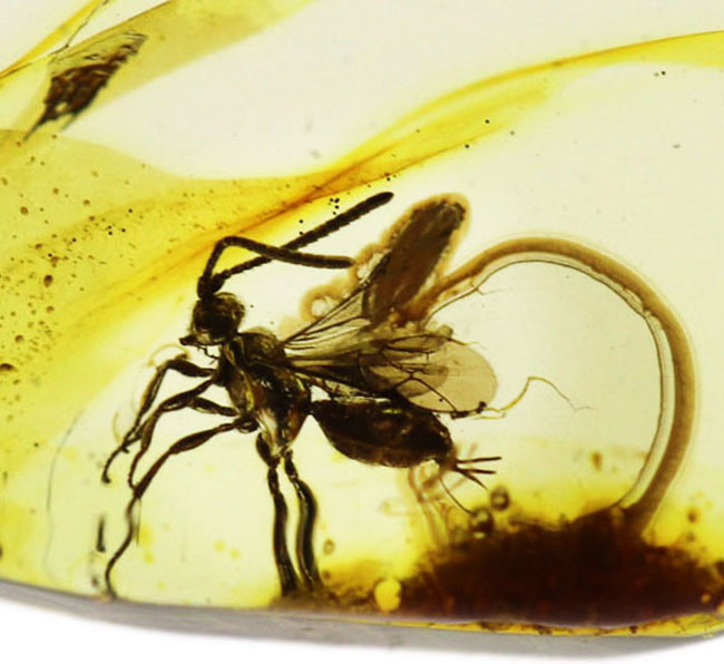 虫入り琥珀コレクター必見!!希少なヒメバチを内包した、4000万年前の針葉樹の樹脂が起源のバルティックアンバー(琥珀)(その2)