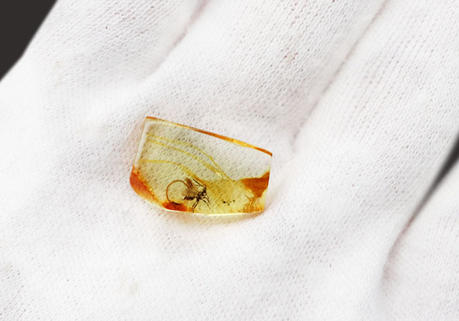 虫入り琥珀コレクター必見!!希少なヒメバチを内包した、4000万年前の針葉樹の樹脂が起源のバルティックアンバー(琥珀)(その4)