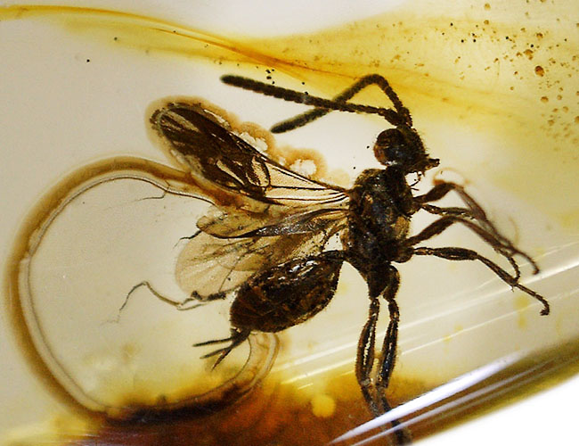 虫入り琥珀コレクター必見!!希少なヒメバチを内包した、4000万年前の針葉樹の樹脂が起源のバルティックアンバー(琥珀)(その6)