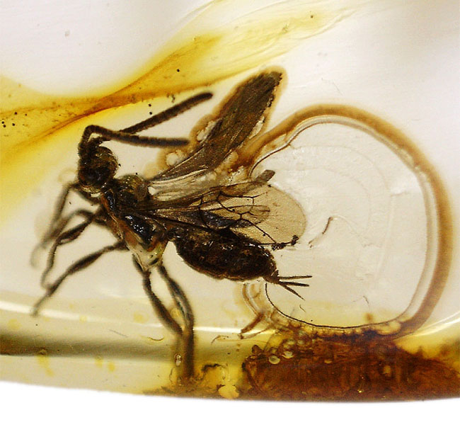 虫入り琥珀コレクター必見!!希少なヒメバチを内包した、4000万年前の針葉樹の樹脂が起源のバルティックアンバー(琥珀)(その8)