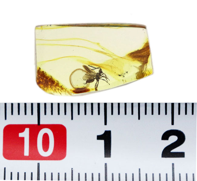 虫入り琥珀コレクター必見!!希少なヒメバチを内包した、4000万年前の針葉樹の樹脂が起源のバルティックアンバー(琥珀)(その9)