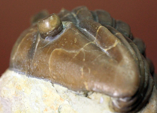 濃い飴色が特徴的、ロシア産三葉虫、アサフス・グラシリス（Asaphus gracilis）（その10）