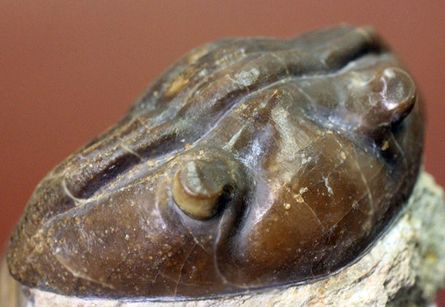 濃い飴色が特徴的、ロシア産三葉虫、アサフス・グラシリス（Asaphus gracilis）（その16）