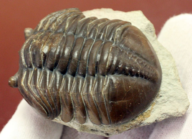 濃い飴色が特徴的、ロシア産三葉虫、アサフス・グラシリス（Asaphus gracilis）（その6）