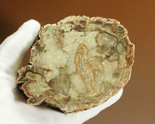 側面の木肌が凄い!古代の木が化石になった珪化木(ケイカボク)(その1)