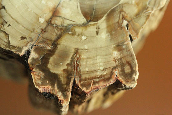 側面の木肌が凄い!古代の木が化石になった珪化木(ケイカボク)(その10)