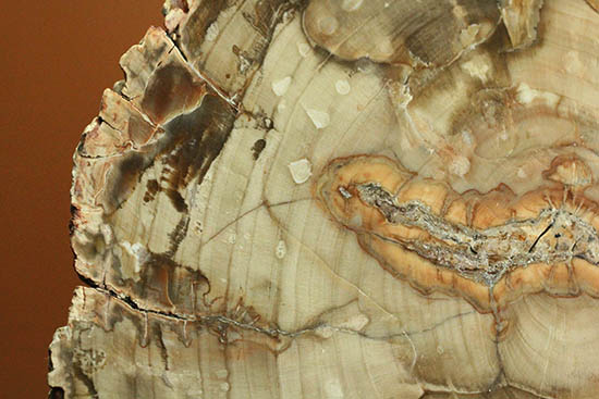 側面の木肌が凄い！古代の木が化石になった珪化木（ケイカボク）（その11）