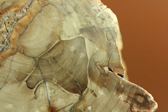 側面の木肌が凄い！古代の木が化石になった珪化木（ケイカボク）（その12）