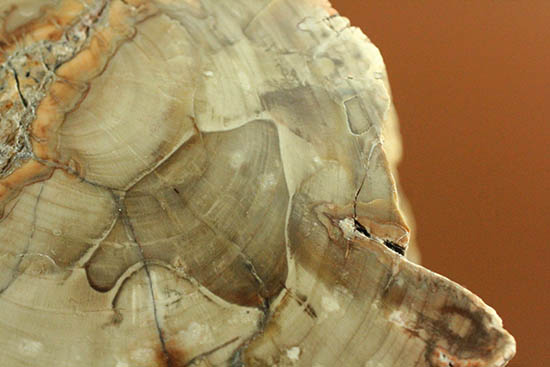 側面の木肌が凄い!古代の木が化石になった珪化木(ケイカボク)(その12)