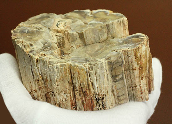 側面の木肌が凄い!古代の木が化石になった珪化木(ケイカボク)(その13)