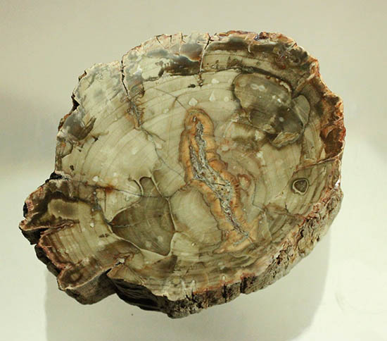 側面の木肌が凄い！古代の木が化石になった珪化木（ケイカボク）（その14）