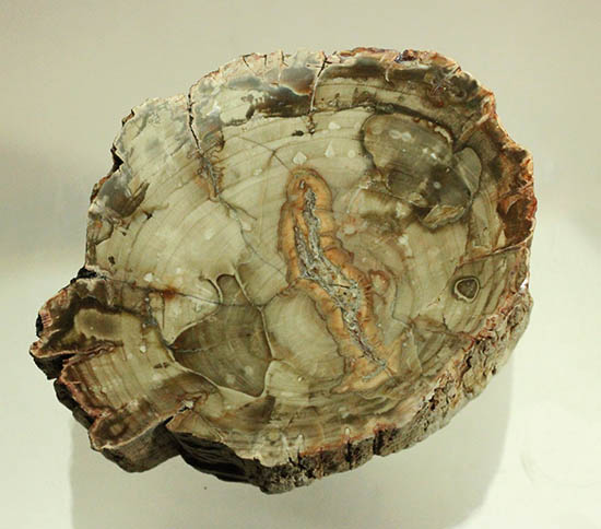 側面の木肌が凄い!古代の木が化石になった珪化木(ケイカボク)(その14)