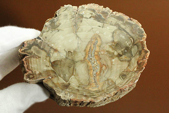 側面の木肌が凄い!古代の木が化石になった珪化木(ケイカボク)(その15)