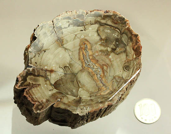 側面の木肌が凄い!古代の木が化石になった珪化木(ケイカボク)(その16)