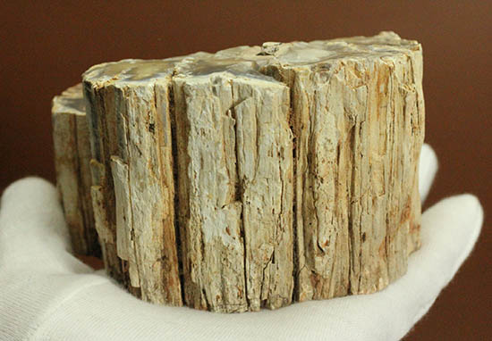 側面の木肌が凄い!古代の木が化石になった珪化木(ケイカボク)(その3)