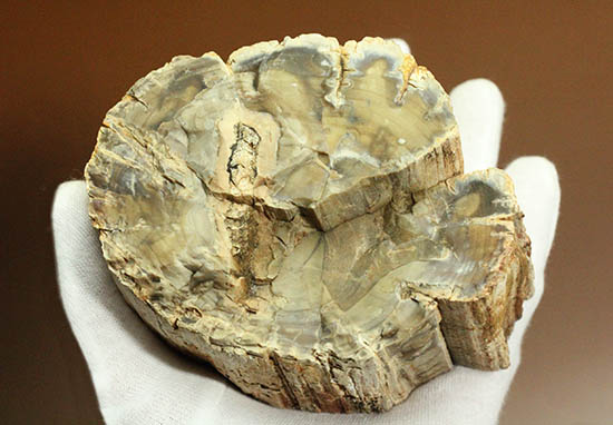 側面の木肌が凄い！古代の木が化石になった珪化木（ケイカボク）（その5）