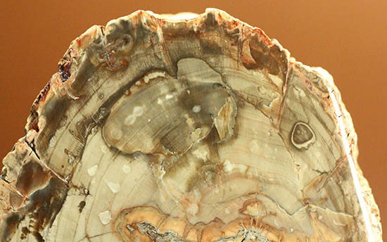側面の木肌が凄い!古代の木が化石になった珪化木(ケイカボク)(その6)