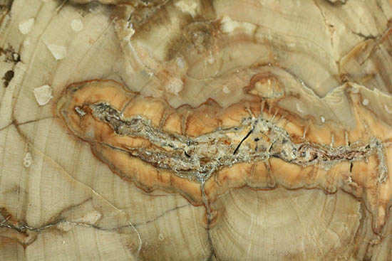 側面の木肌が凄い！古代の木が化石になった珪化木（ケイカボク）（その7）