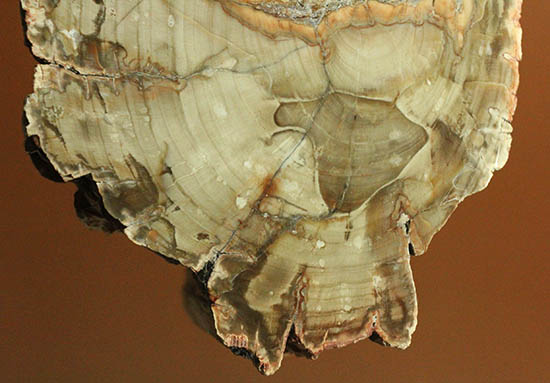 側面の木肌が凄い！古代の木が化石になった珪化木（ケイカボク）（その8）