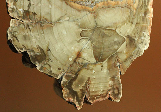 側面の木肌が凄い!古代の木が化石になった珪化木(ケイカボク)(その8)