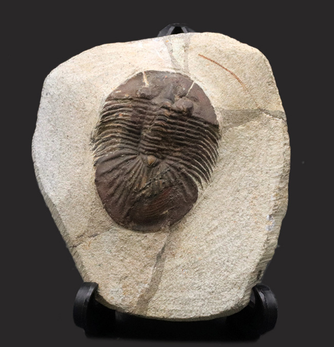 尾が扇（おうぎ）のような形をした、モロッコ産のデボン紀の三葉虫、スクテラム（Scutellum）の化石（その1）