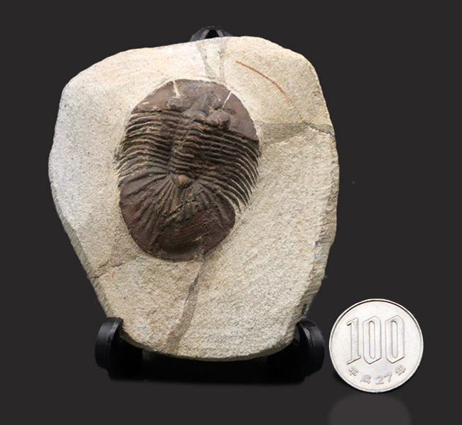 尾が扇（おうぎ）のような形をした、モロッコ産のデボン紀の三葉虫、スクテラム（Scutellum）の化石（その10）