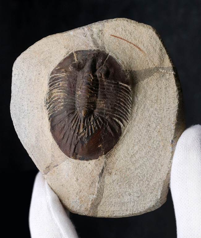 尾が扇（おうぎ）のような形をした、モロッコ産のデボン紀の三葉虫、スクテラム（Scutellum）の化石（その2）