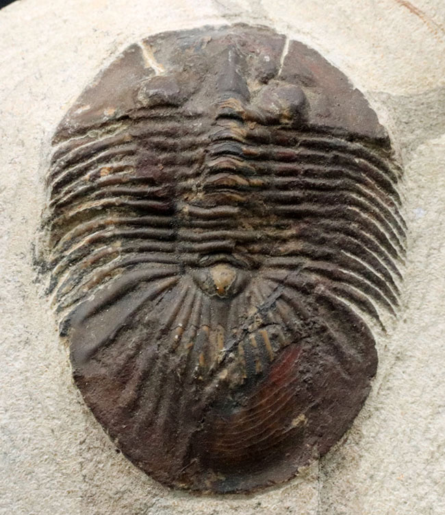 尾が扇（おうぎ）のような形をした、モロッコ産のデボン紀の三葉虫、スクテラム（Scutellum）の化石（その3）