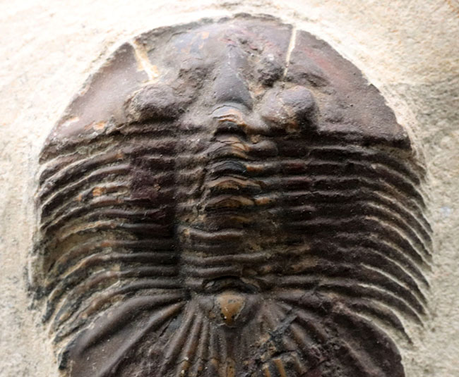 尾が扇（おうぎ）のような形をした、モロッコ産のデボン紀の三葉虫、スクテラム（Scutellum）の化石（その4）