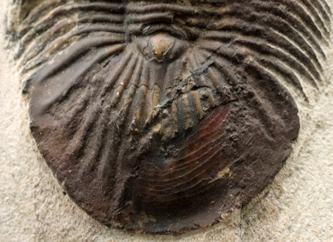 尾が扇（おうぎ）のような形をした、モロッコ産のデボン紀の三葉虫、スクテラム（Scutellum）の化石（その5）