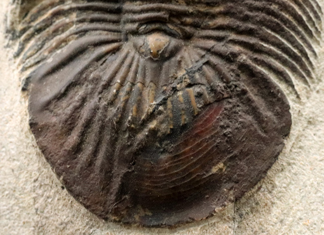 尾が扇(おうぎ)のような形をした、モロッコ産のデボン紀の三葉虫、スクテラム(Scutellum)の化石(その5)