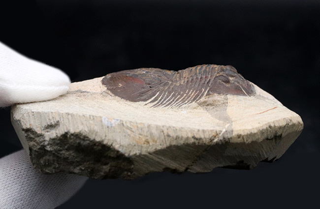 尾が扇（おうぎ）のような形をした、モロッコ産のデボン紀の三葉虫、スクテラム（Scutellum）の化石（その6）