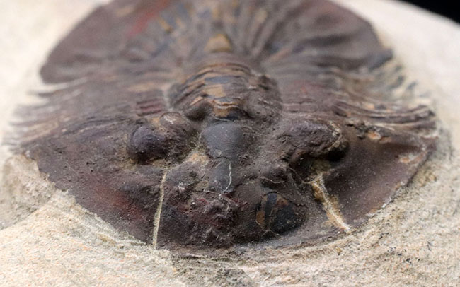 尾が扇（おうぎ）のような形をした、モロッコ産のデボン紀の三葉虫、スクテラム（Scutellum）の化石（その7）