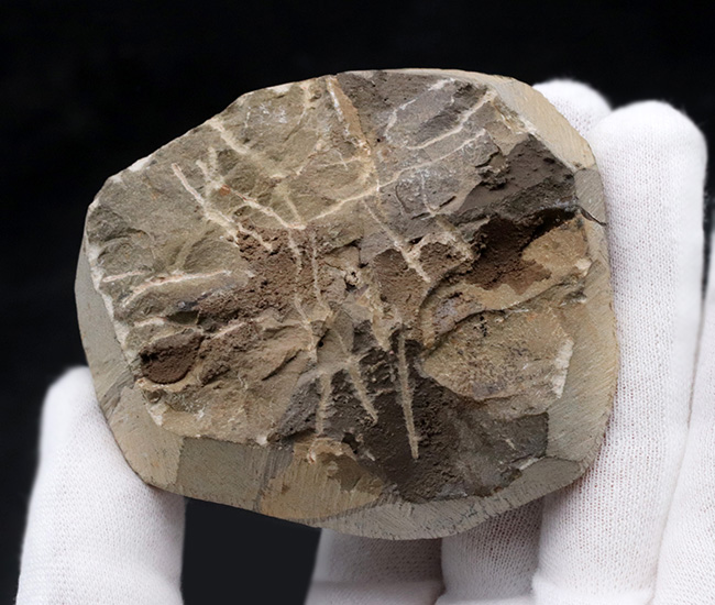 尾が扇(おうぎ)のような形をした、モロッコ産のデボン紀の三葉虫、スクテラム(Scutellum)の化石(その8)