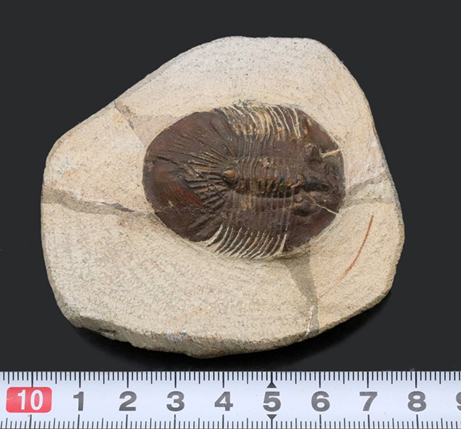 尾が扇(おうぎ)のような形をした、モロッコ産のデボン紀の三葉虫、スクテラム(Scutellum)の化石(その9)