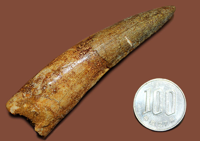 ほぼ9センチ!それでいて欠けなし!かつ美品!三拍子点揃ったスピノサウルス(Spinosaurus)の歯化石。コレクショングレード!(その11)