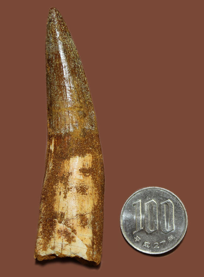 ほぼ9センチ!それでいて欠けなし!かつ美品!三拍子点揃ったスピノサウルス(Spinosaurus)の歯化石。コレクショングレード!(その12)
