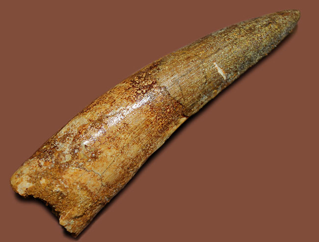 ほぼ9センチ!それでいて欠けなし!かつ美品!三拍子点揃ったスピノサウルス(Spinosaurus)の歯化石。コレクショングレード!(その2)