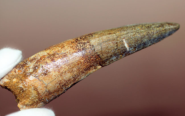 ほぼ9センチ!それでいて欠けなし!かつ美品!三拍子点揃ったスピノサウルス(Spinosaurus)の歯化石。コレクショングレード!(その3)