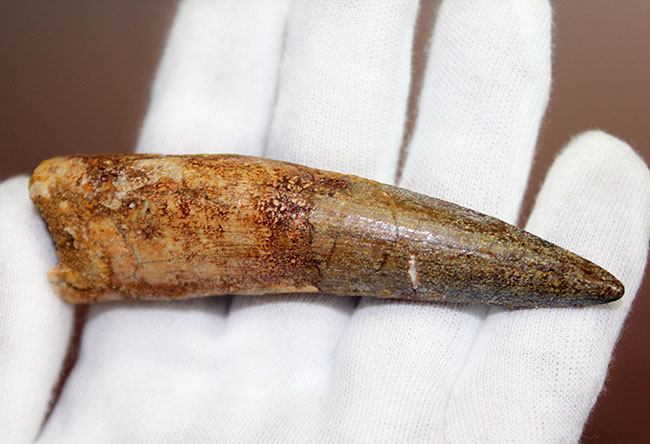 ほぼ9センチ!それでいて欠けなし!かつ美品!三拍子点揃ったスピノサウルス(Spinosaurus)の歯化石。コレクショングレード!(その7)