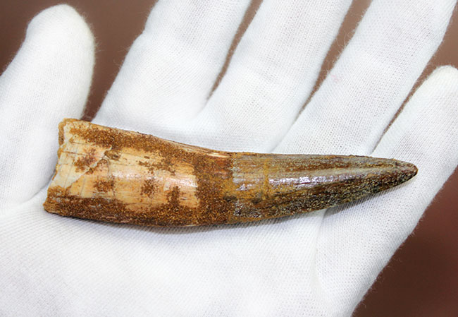 ほぼ9センチ!それでいて欠けなし!かつ美品!三拍子点揃ったスピノサウルス(Spinosaurus)の歯化石。コレクショングレード!(その8)