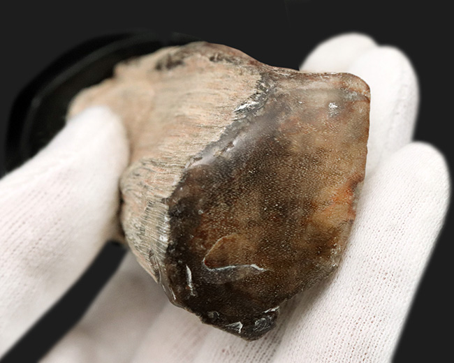 産地不明ゆえサービスプライスにてご提供！断面がポリッシュされている、生々しい珪化木（Petrified wood）化石（その3）