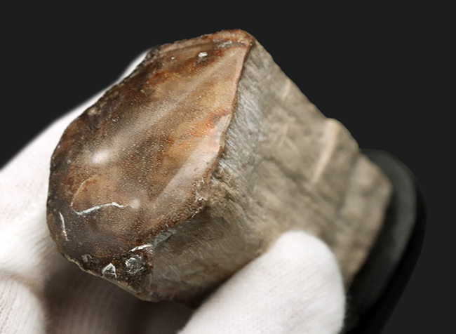 ヘコアユの乾燥したやつ（化石？） 植物、琥珀、ほ乳類、珪化木などの化石の販売一覧 ｜ 化石販売の