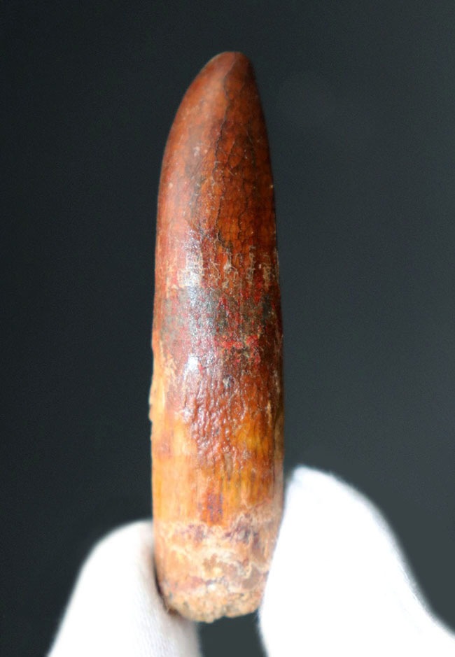 櫛や釘に例えられる独特の形。白亜紀後期の北アフリカに棲息していた竜脚類恐竜、レッバキサウルス(Rebbachisaurus)の歯化石(その1)