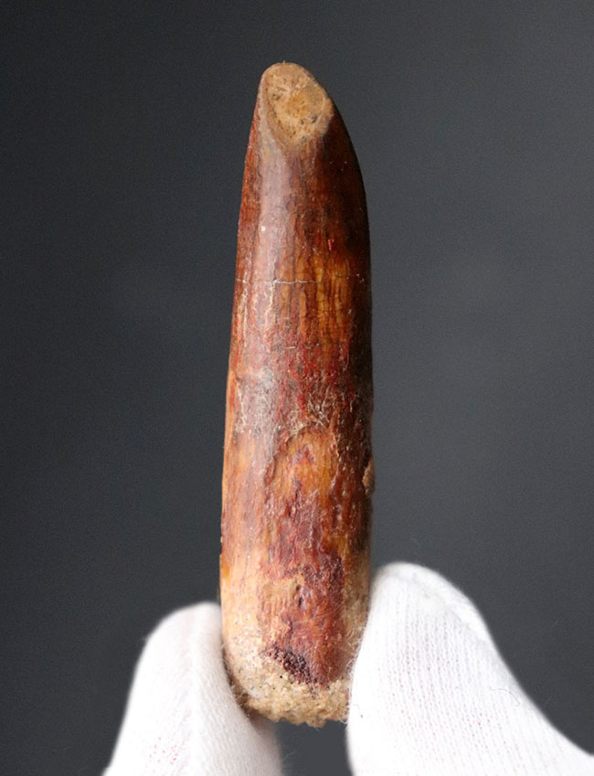 櫛や釘に例えられる独特の形。白亜紀後期の北アフリカに棲息していた竜脚類恐竜、レッバキサウルス(Rebbachisaurus)の歯化石(その2)