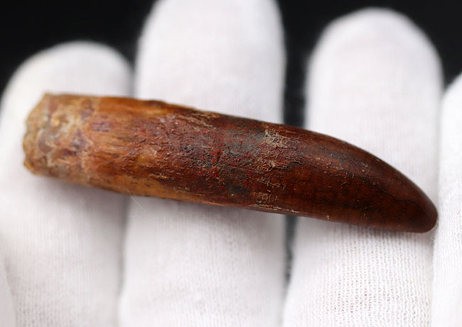 櫛や釘に例えられる独特の形。白亜紀後期の北アフリカに棲息していた竜脚類恐竜、レッバキサウルス(Rebbachisaurus)の歯化石(その3)