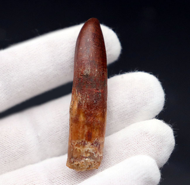 櫛や釘に例えられる独特の形。白亜紀後期の北アフリカに棲息していた竜脚類恐竜、レッバキサウルス(Rebbachisaurus)の歯化石(その4)
