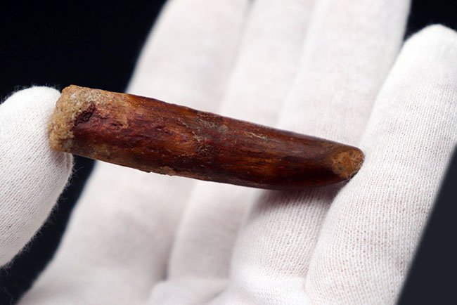 櫛や釘に例えられる独特の形。白亜紀後期の北アフリカに棲息していた竜脚類恐竜、レッバキサウルス(Rebbachisaurus)の歯化石(その5)
