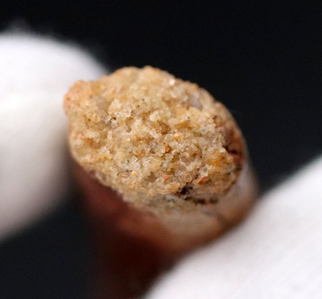 櫛や釘に例えられる独特の形。白亜紀後期の北アフリカに棲息していた竜脚類恐竜、レッバキサウルス(Rebbachisaurus)の歯化石(その6)